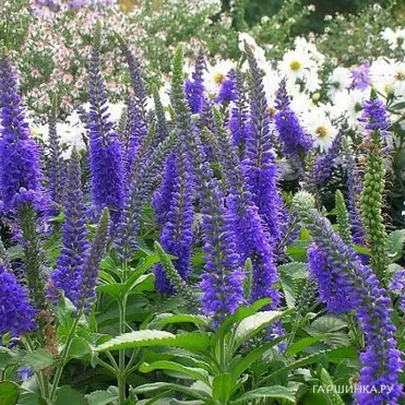 Вероника длиннолистная Блайризин