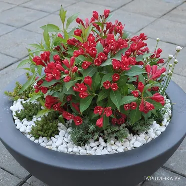 Вейгела Олл Саммер Ред