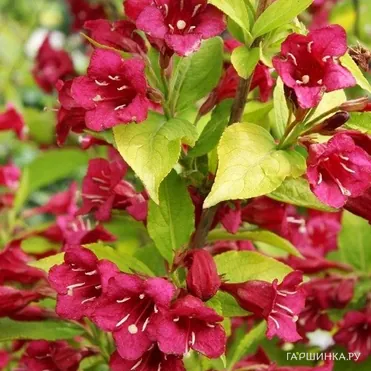 Вейгела Олимпиада