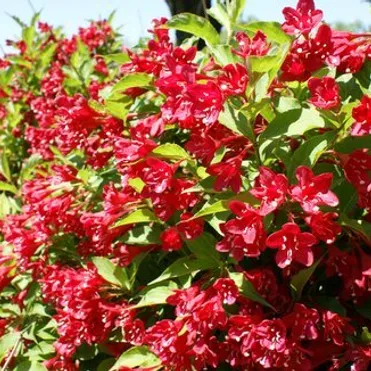 Вейгела Ред Принц.