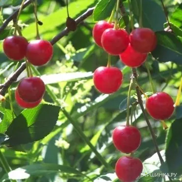 Вишня Нижнекамская