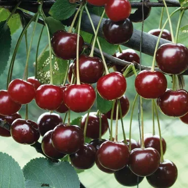 Вишня Волочаевская