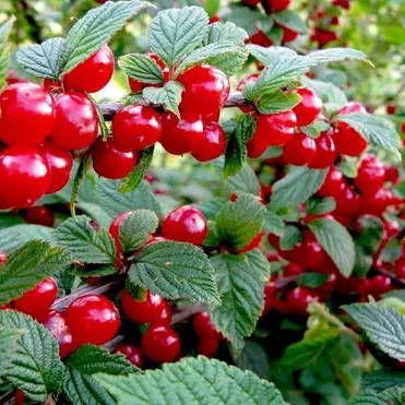 Вишня войлочная