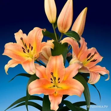 Лилия Зельмира ОТ-гибрид персиковая