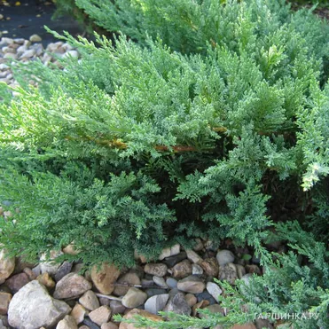 Можжевельник казацкий Тамарисцифолия