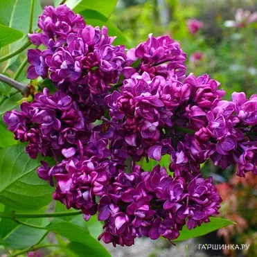 Сирень Чарльз Джоли (Шарль Жоли)