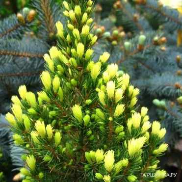 Ель канадская Рэйнбоуз Энд