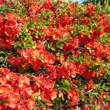 Айва Файр Данс