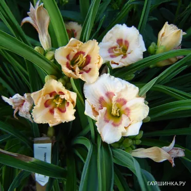 Лилейник Ол Американ Бэйби