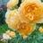 Валентина Николаевна Дулинская 's userpic'