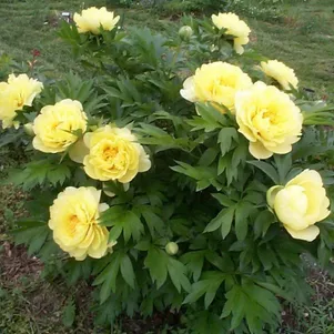 Пион Бартзелла ИТО 2250₽