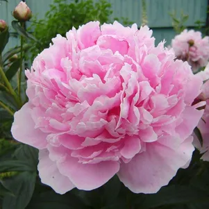 Пион Сара Бернар 990₽