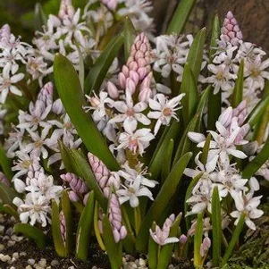 

Сцилла Бифолия Розеа 10 шт