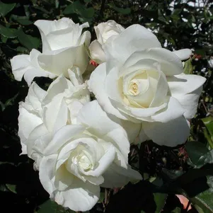

Роза Ивнинг Стар чайно-гибридная, Imperial Rose