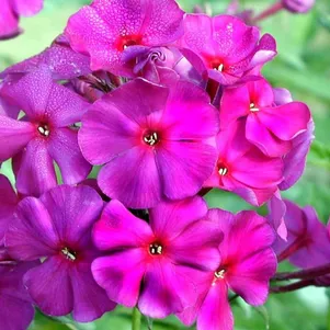 Флокс Зе Кинг метельчатый 290₽