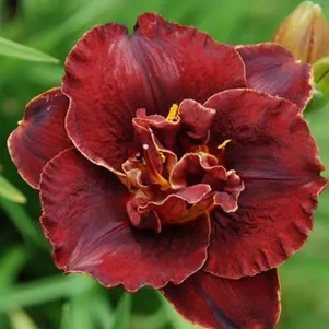 Лилейник Бургунди Лав 690₽