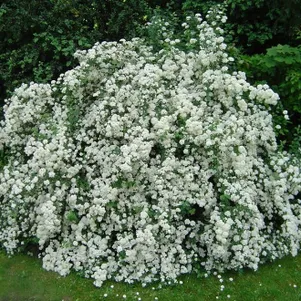 

Экзохорда Брайд