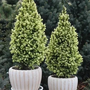 Ель канадская Сан оф зе Скай