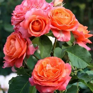 Роза Эмильен Гийо Гийо лиц 2490₽