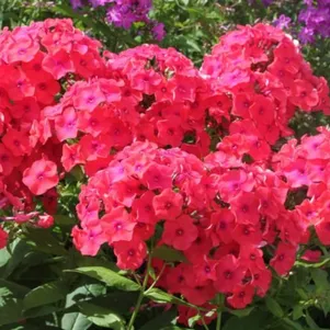 Флокс Сан Антонио метельчатый 270₽