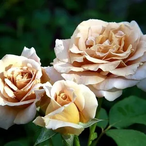 

Роза Хани Дижон, Викс (лиц)