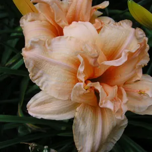 Лилейник Дабл Дрим 650₽