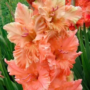 

Гладиолус Магия цвета