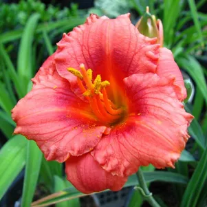 Лилейник Космополитан 450₽