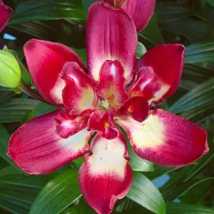 

Лилия Дабл Сэнсэйшен азиатская махровая темно-красная