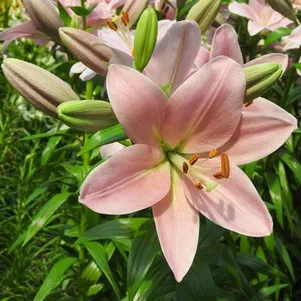 

Лилия Лексингтон ЛА-гибрид