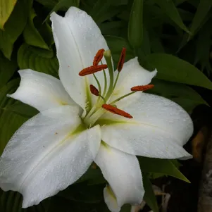 

Лилия Замбези ОТ-гибрид белая