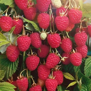 Малина Колокольчик красная 250₽