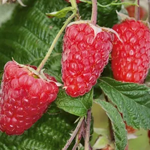 Малина Брянское диво ремонтантная красная лицензионная 240₽