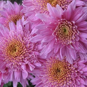 

Хризантема Метеорит