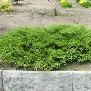 Микробиота перекрестнопарная Лукас 790₽