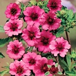 Лапчатка травянистая Мисс Уиллмотт 480₽