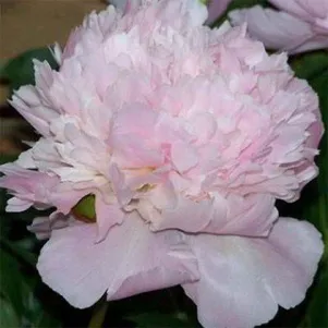 Пион Алерти 880₽