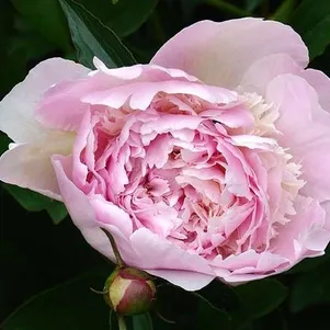 

Пион Мадам Калот