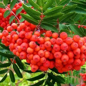 

Рябина Невежинская сладкая крупноплодная (без горечи)