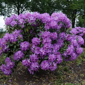 

Рододендрон гибридный Катевбинский Грандифлорум