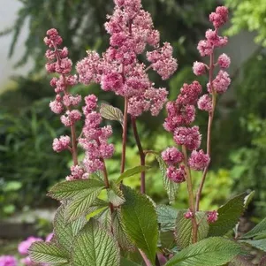 Роджерсия Дарк Покерс перистая 690₽