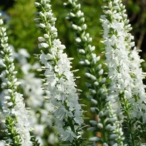 Вероника длиннолистная Шнееризин 450₽