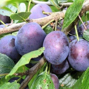 

Слива Тульская черная