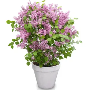 

Сирень Мейера Флауэрфест Пинк