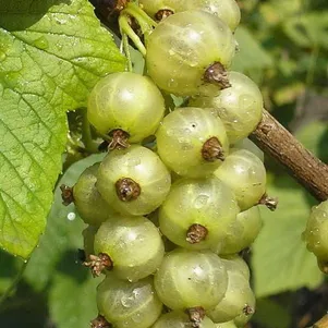 

Смородина зеленая Снежная королева