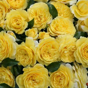 

Роза Солеро флорибунда, Кордес (лиц)