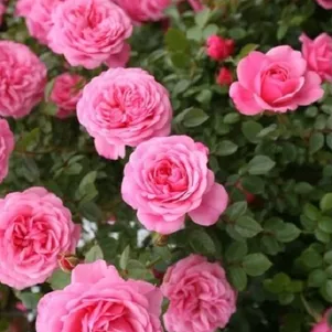 Роза Старлет Роуз Ева плетистая Тантау лиц 1290₽