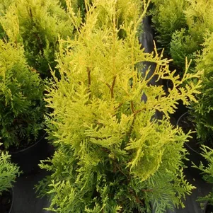 Туя западная Голден Брабант 750₽