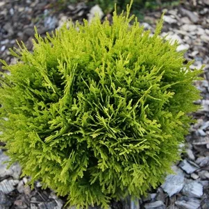 

Туя шаровидная Мириам