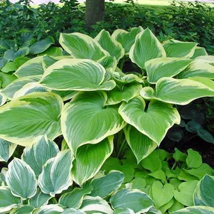 

Хоста Финал Виктори (XL)